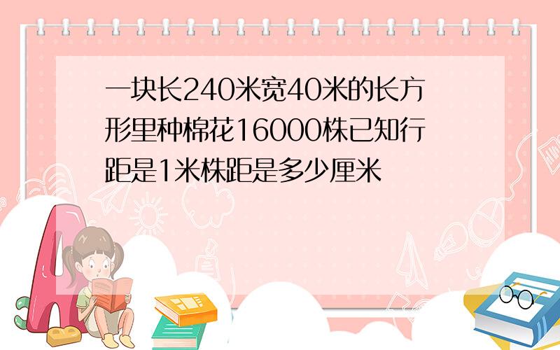 一块长240米宽40米的长方形里种棉花16000株已知行距是1米株距是多少厘米