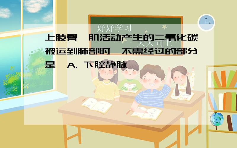 上肢骨骼肌活动产生的二氧化碳被运到肺部时,不需经过的部分是  A. 下腔静脉