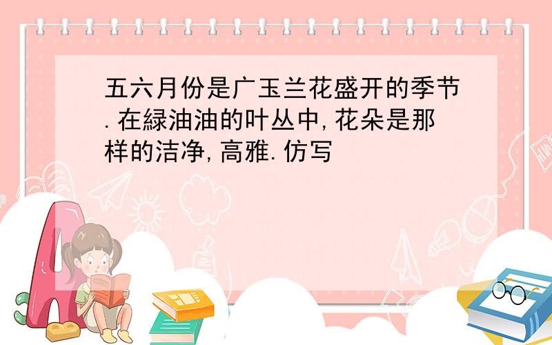 五六月份是广玉兰花盛开的季节.在緑油油的叶丛中,花朵是那样的洁净,高雅.仿写