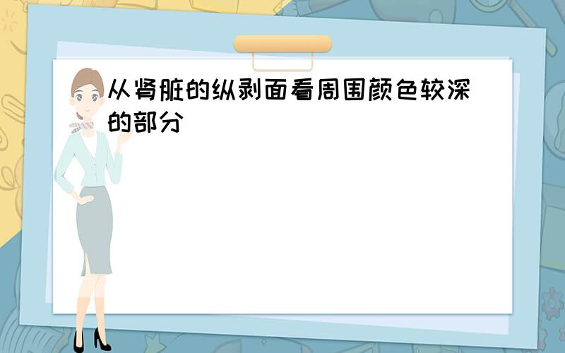 从肾脏的纵剥面看周围颜色较深的部分