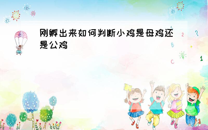 刚孵出来如何判断小鸡是母鸡还是公鸡