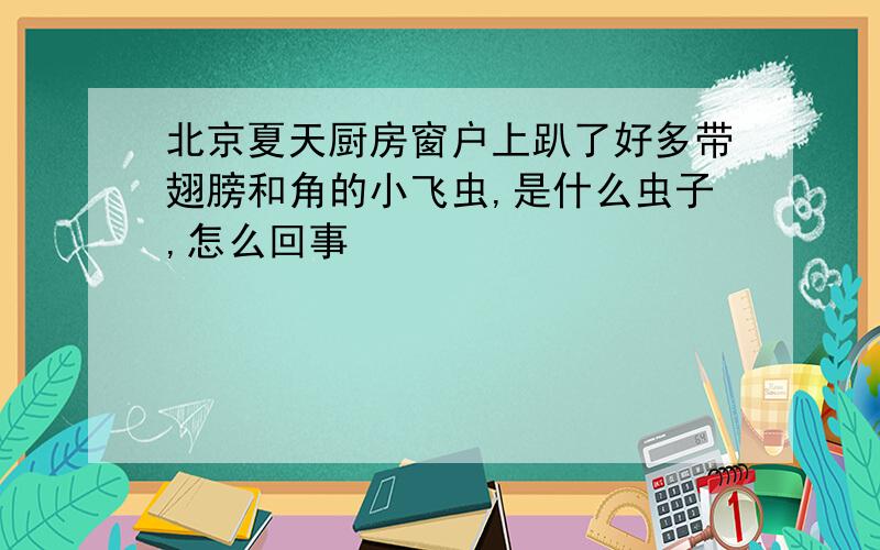 北京夏天厨房窗户上趴了好多带翅膀和角的小飞虫,是什么虫子,怎么回事