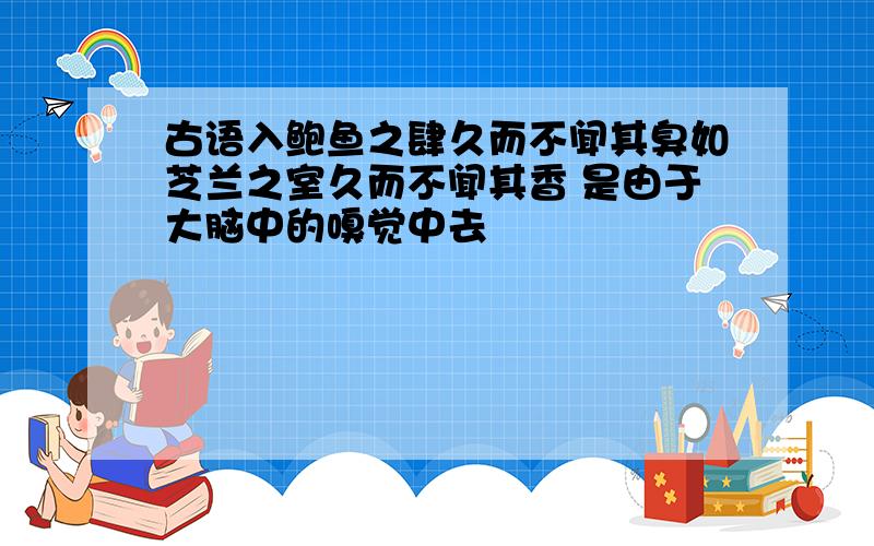 古语入鲍鱼之肆久而不闻其臭如芝兰之室久而不闻其香 是由于大脑中的嗅觉中去