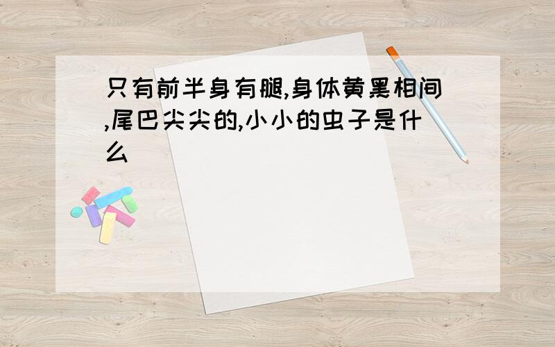 只有前半身有腿,身体黄黑相间,尾巴尖尖的,小小的虫子是什么