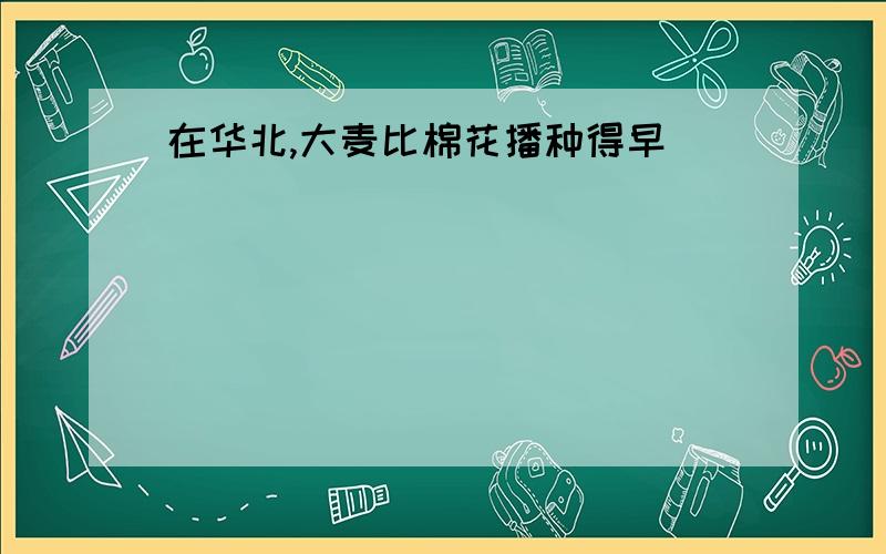 在华北,大麦比棉花播种得早