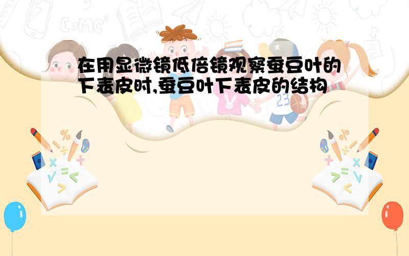 在用显微镜低倍镜观察蚕豆叶的下表皮时,蚕豆叶下表皮的结构