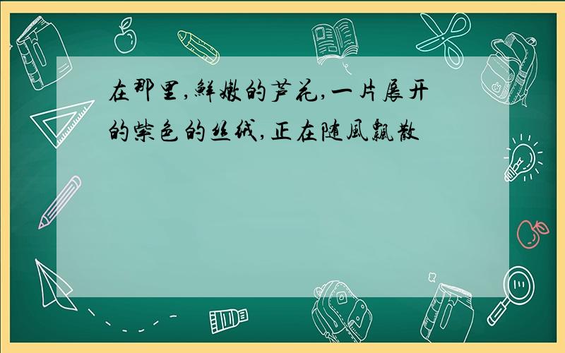 在那里,鲜嫩的芦花,一片展开的紫色的丝绒,正在随风飘散