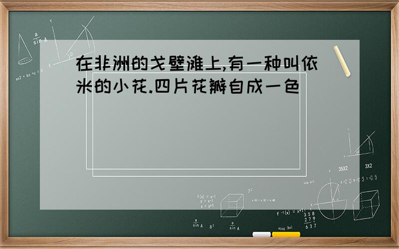 在非洲的戈壁滩上,有一种叫依米的小花.四片花瓣自成一色