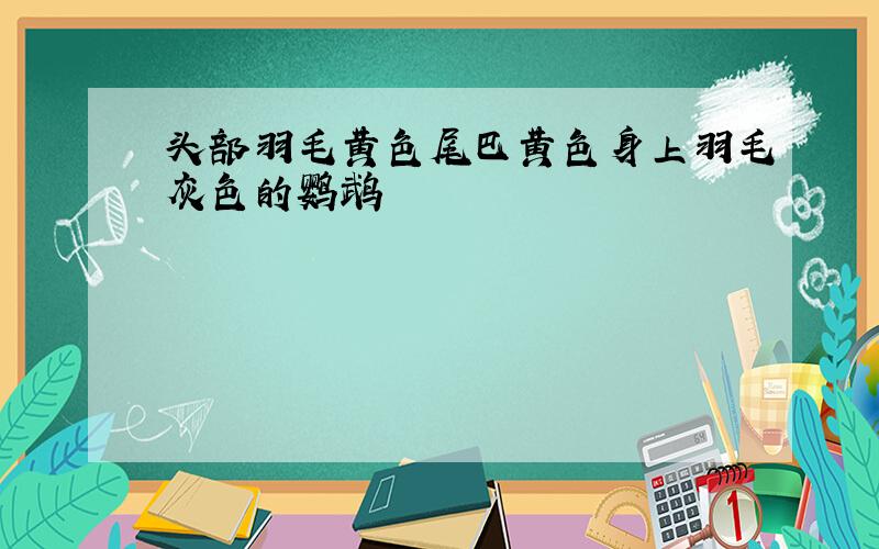 头部羽毛黄色尾巴黄色身上羽毛灰色的鹦鹉