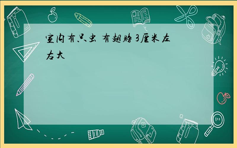 室内有只虫 有翅膀 3厘米左右大