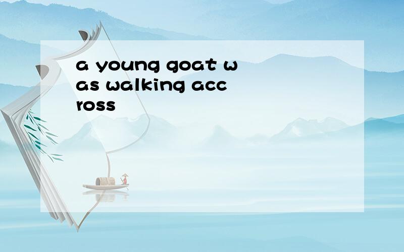 a young goat was walking accross