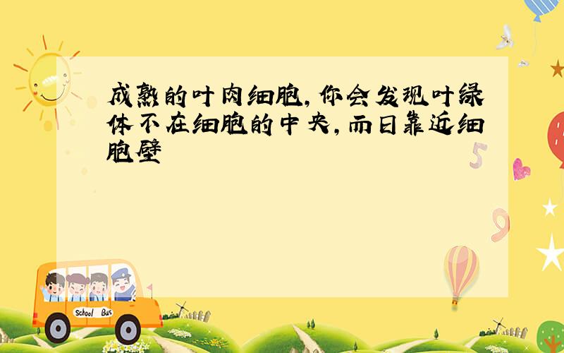 成熟的叶肉细胞,你会发现叶绿体不在细胞的中央,而日靠近细胞壁