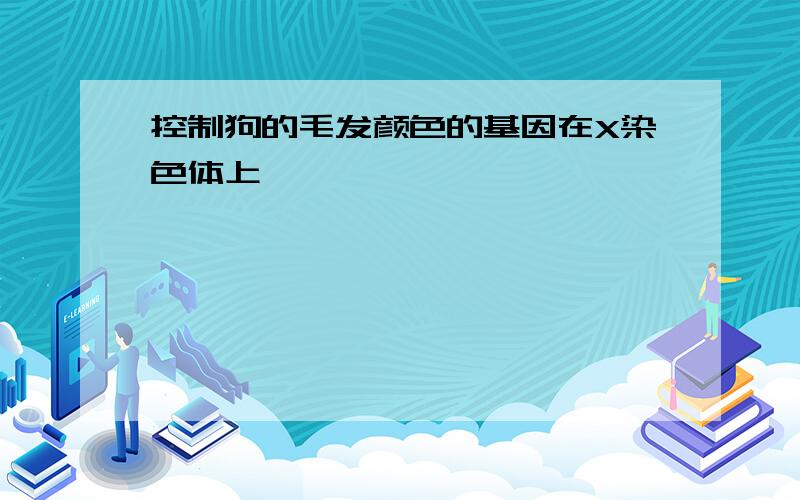 控制狗的毛发颜色的基因在X染色体上