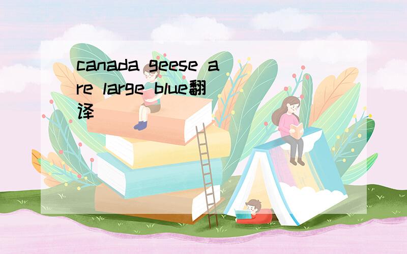 canada geese are large blue翻译