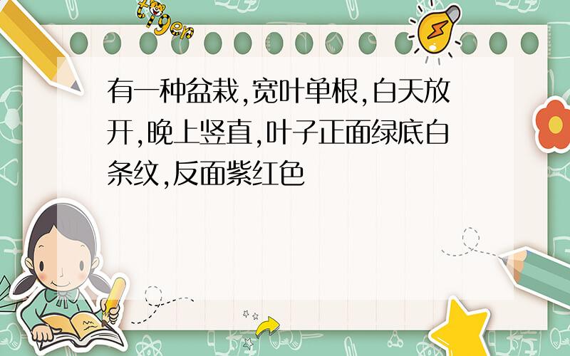 有一种盆栽,宽叶单根,白天放开,晚上竖直,叶子正面绿底白条纹,反面紫红色