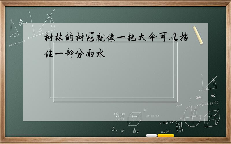 树林的树冠就像一把大伞可以挡住一部分雨水