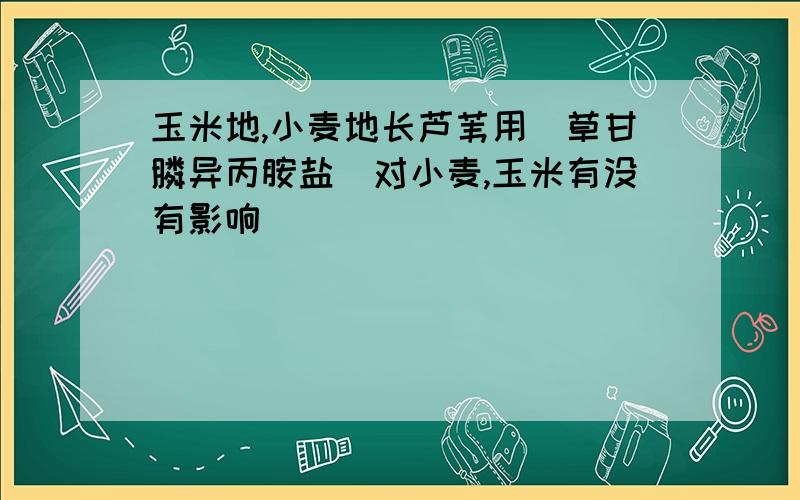 玉米地,小麦地长芦苇用〈草甘膦异丙胺盐〉对小麦,玉米有没有影响