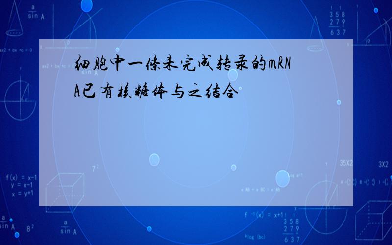 细胞中一条未完成转录的mRNA已有核糖体与之结合