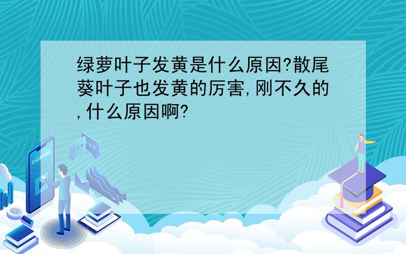 绿萝叶子发黄是什么原因?散尾葵叶子也发黄的厉害,刚不久的,什么原因啊?