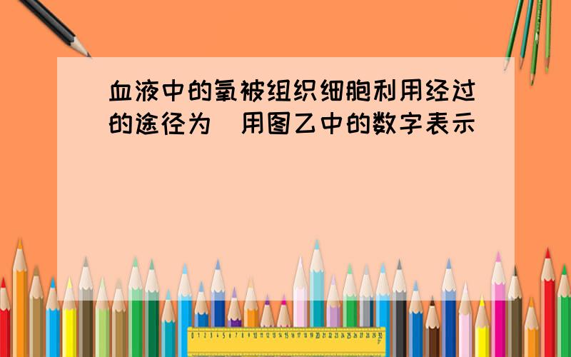 血液中的氧被组织细胞利用经过的途径为(用图乙中的数字表示)