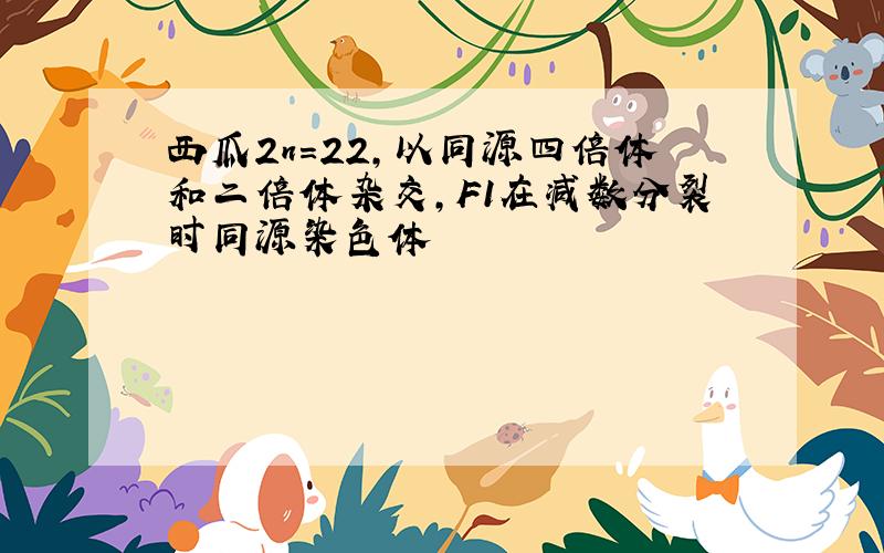 西瓜2n=22,以同源四倍体和二倍体杂交,F1在减数分裂时同源染色体