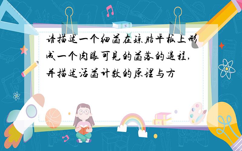 请描述一个细菌在琼脂平板上形成一个肉眼可见的菌落的过程,并描述活菌计数的原理与方