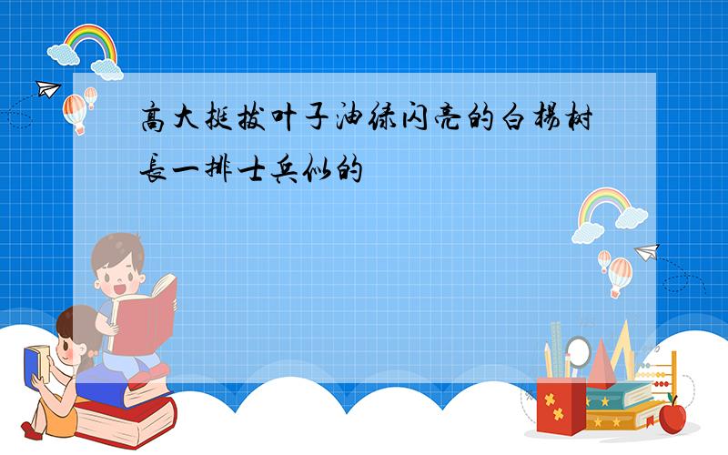 高大挺拔叶子油绿闪亮的白杨树长一排士兵似的