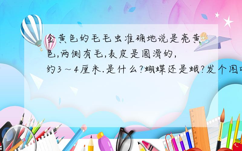 金黄色的毛毛虫准确地说是亮黄色,两侧有毛,表皮是圆滑的,约3～4厘米.是什么?蝴蝶还是蛾?发个图吧.我在长春啊,会有这种