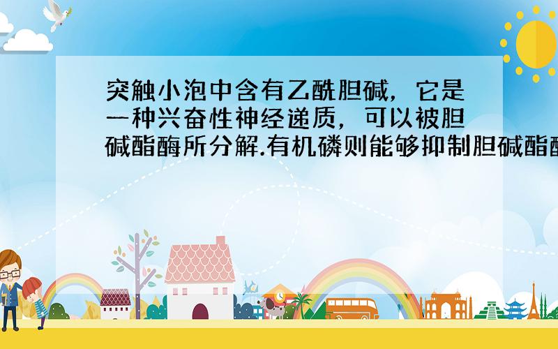 突触小泡中含有乙酰胆碱，它是一种兴奋性神经递质，可以被胆碱酯酶所分解.有机磷则能够抑制胆碱酯酶的活性.当人体发生有机磷中