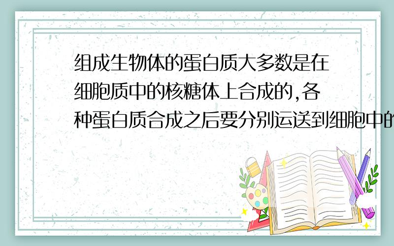 组成生物体的蛋白质大多数是在细胞质中的核糖体上合成的,各种蛋白质合成之后要分别运送到细胞中的不同部