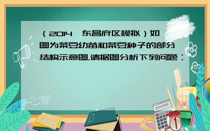 （2014•东昌府区模拟）如图为菜豆幼苗和菜豆种子的部分结构示意图，请据图分析下列问题：