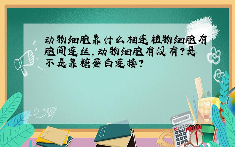 动物细胞靠什么相连植物细胞有胞间连丝,动物细胞有没有?是不是靠糖蛋白连接?