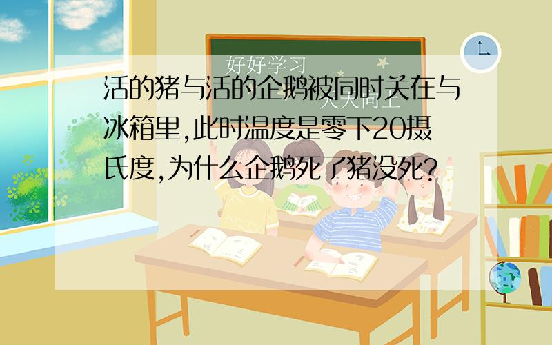 活的猪与活的企鹅被同时关在与冰箱里,此时温度是零下20摄氏度,为什么企鹅死了猪没死?