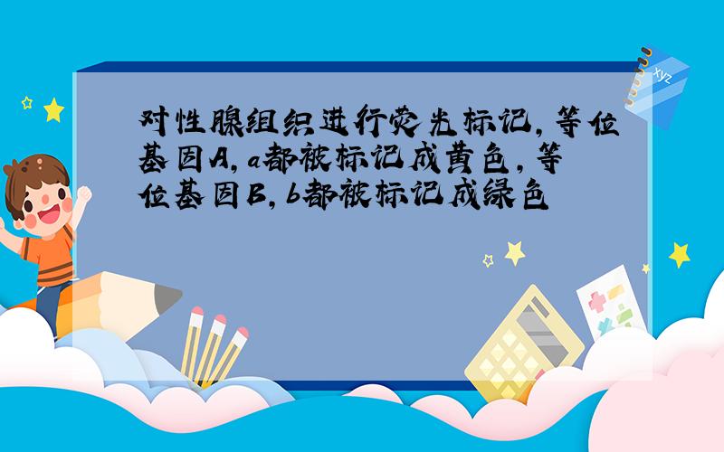 对性腺组织进行荧光标记,等位基因A,a都被标记成黄色,等位基因B,b都被标记成绿色