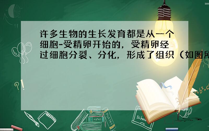 许多生物的生长发育都是从一个细胞-受精卵开始的，受精卵经过细胞分裂、分化，形成了组织（如图所示），请认真看图并分析回答：