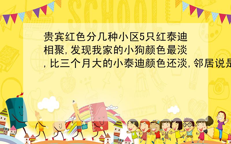 贵宾红色分几种小区5只红泰迪相聚,发现我家的小狗颜色最淡,比三个月大的小泰迪颜色还淡,邻居说是因为我的狗只喂狗粮的原因