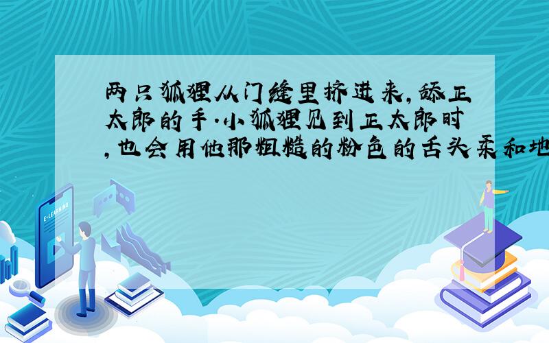 两只狐狸从门缝里挤进来,舔正太郎的手.小狐狸见到正太郎时,也会用他那粗糙的粉色的舌头柔和地舔他地手