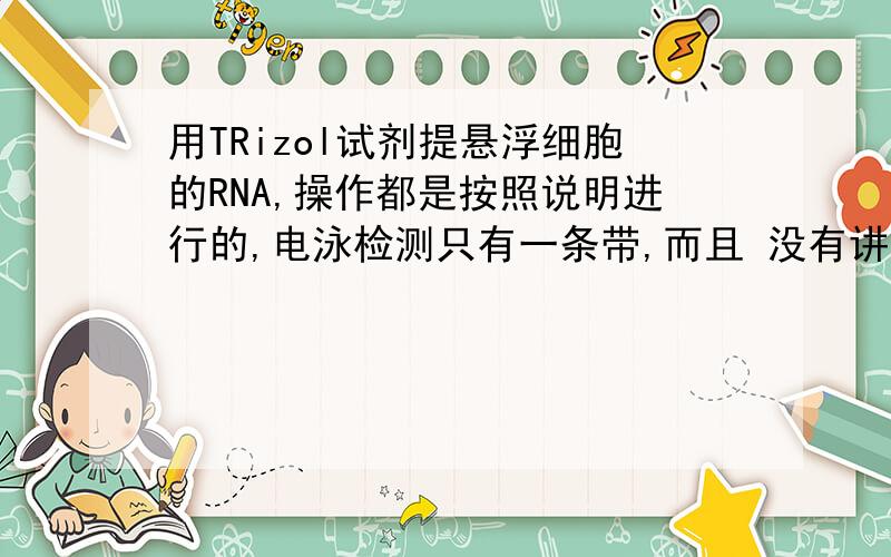 用TRizol试剂提悬浮细胞的RNA,操作都是按照说明进行的,电泳检测只有一条带,而且 没有讲解,怎么回事啊