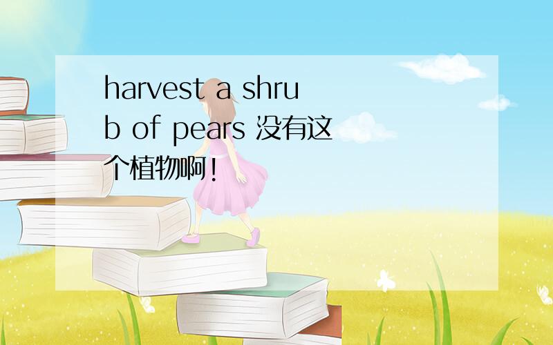 harvest a shrub of pears 没有这个植物啊!