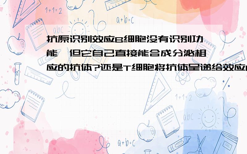 抗原识别效应B细胞没有识别功能,但它自己直接能合成分泌相应的抗体?还是T细胞将抗体呈递给效应B细胞后,效应B细胞才产生相