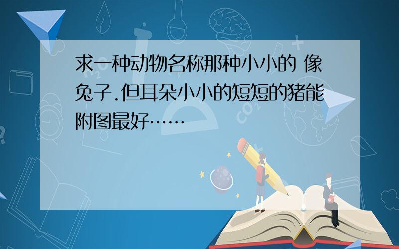 求一种动物名称那种小小的 像兔子.但耳朵小小的短短的猪能附图最好……