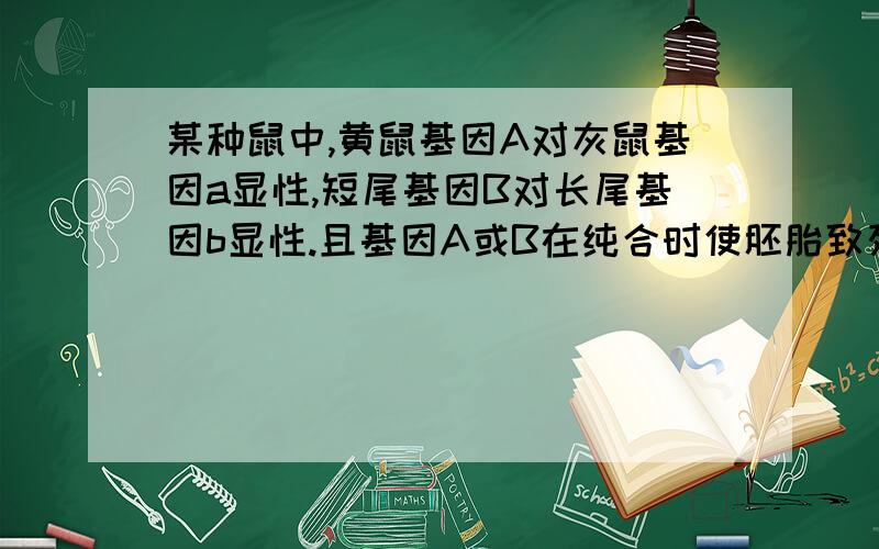 某种鼠中,黄鼠基因A对灰鼠基因a显性,短尾基因B对长尾基因b显性.且基因A或B在纯合时使胚胎致死,这两对