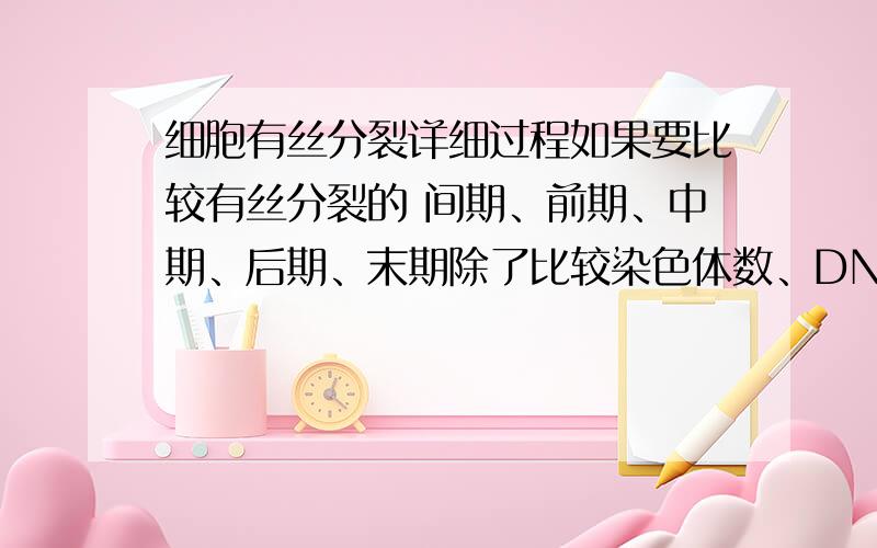 细胞有丝分裂详细过程如果要比较有丝分裂的 间期、前期、中期、后期、末期除了比较染色体数、DNA数和过程以外,还可以从那些