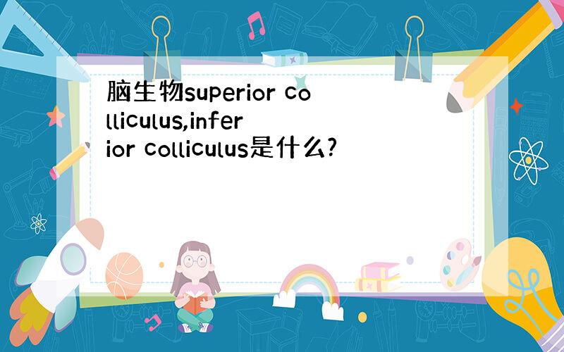 脑生物superior colliculus,inferior colliculus是什么?