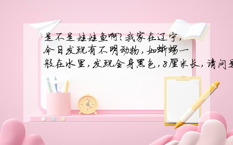 是不是娃娃鱼啊?我家在辽宁,今日发现有不明动物,如蜥蜴一般在水里,发现全身黑色,8厘米长,请问是娃娃鱼吗?是的话怎么吃?