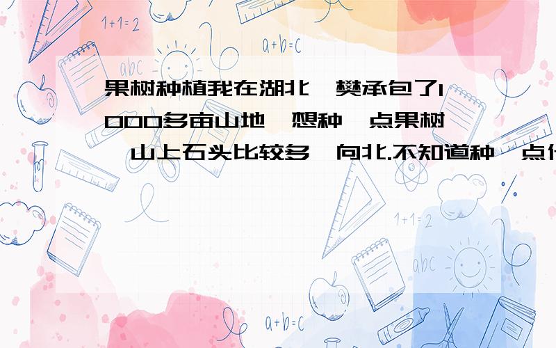 果树种植我在湖北襄樊承包了1000多亩山地,想种一点果树,山上石头比较多,向北.不知道种一点什么果树好,还请网友参考参考