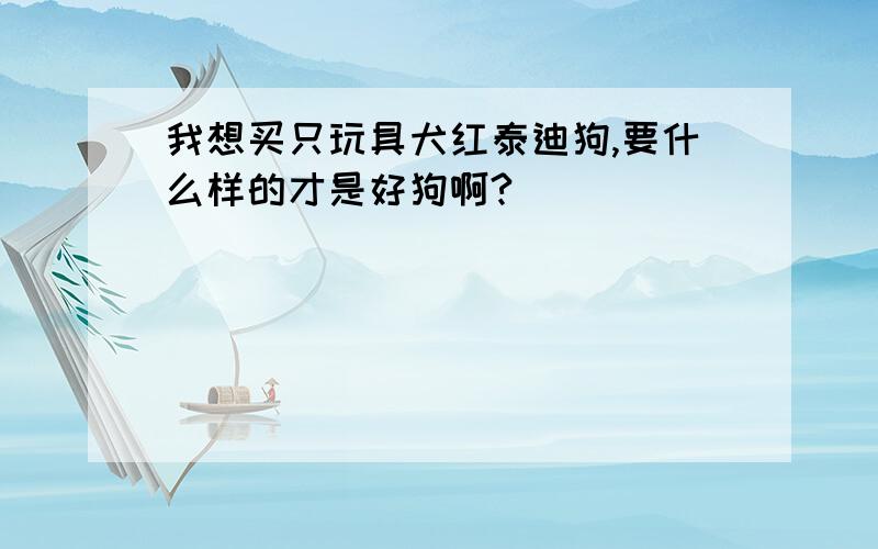 我想买只玩具犬红泰迪狗,要什么样的才是好狗啊?