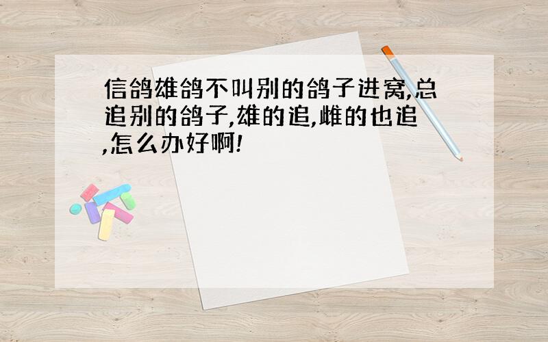 信鸽雄鸽不叫别的鸽子进窝,总追别的鸽子,雄的追,雌的也追,怎么办好啊!