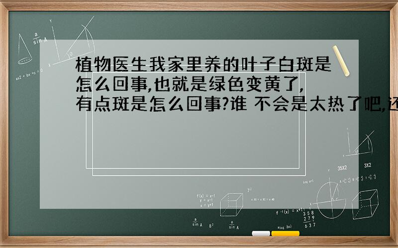 植物医生我家里养的叶子白斑是怎么回事,也就是绿色变黄了,有点斑是怎么回事?谁 不会是太热了吧,还是少氧啊?