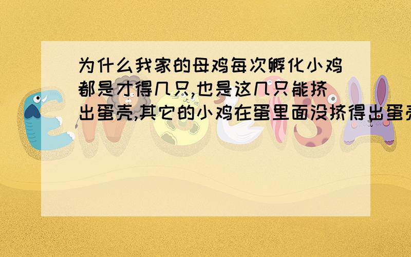 为什么我家的母鸡每次孵化小鸡都是才得几只,也是这几只能挤出蛋壳,其它的小鸡在蛋里面没挤得出蛋壳,毛粘蛋壳里面的哪层膜,屁